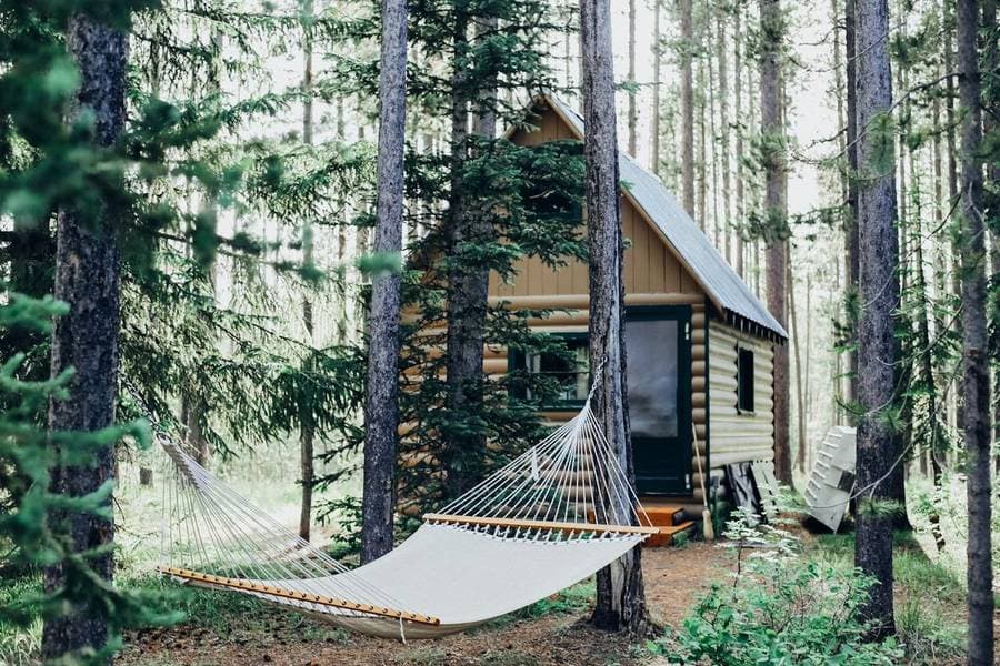 Wooden cabin in pine forest